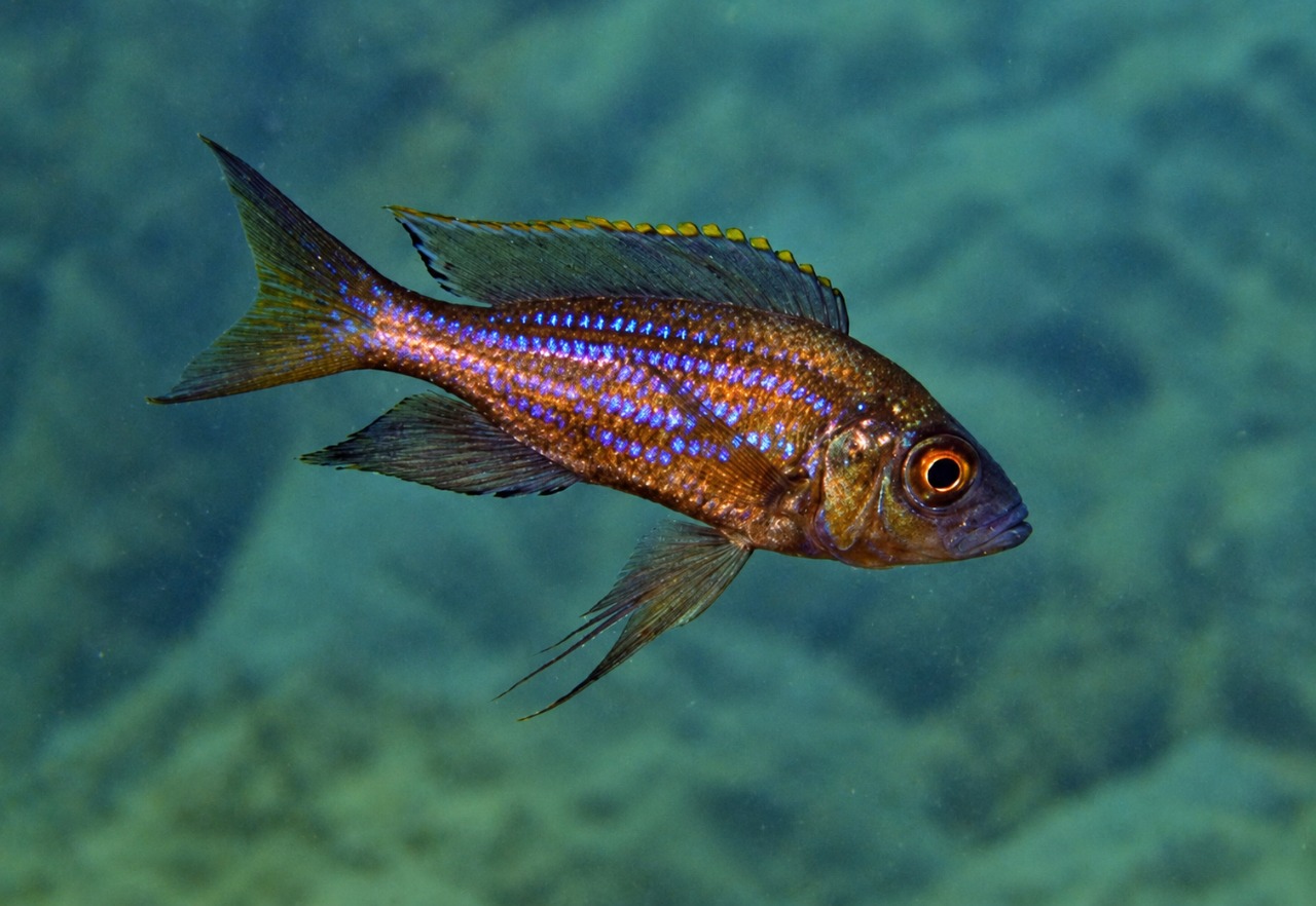 Aulonocranus dewindti 'Lyamembe'